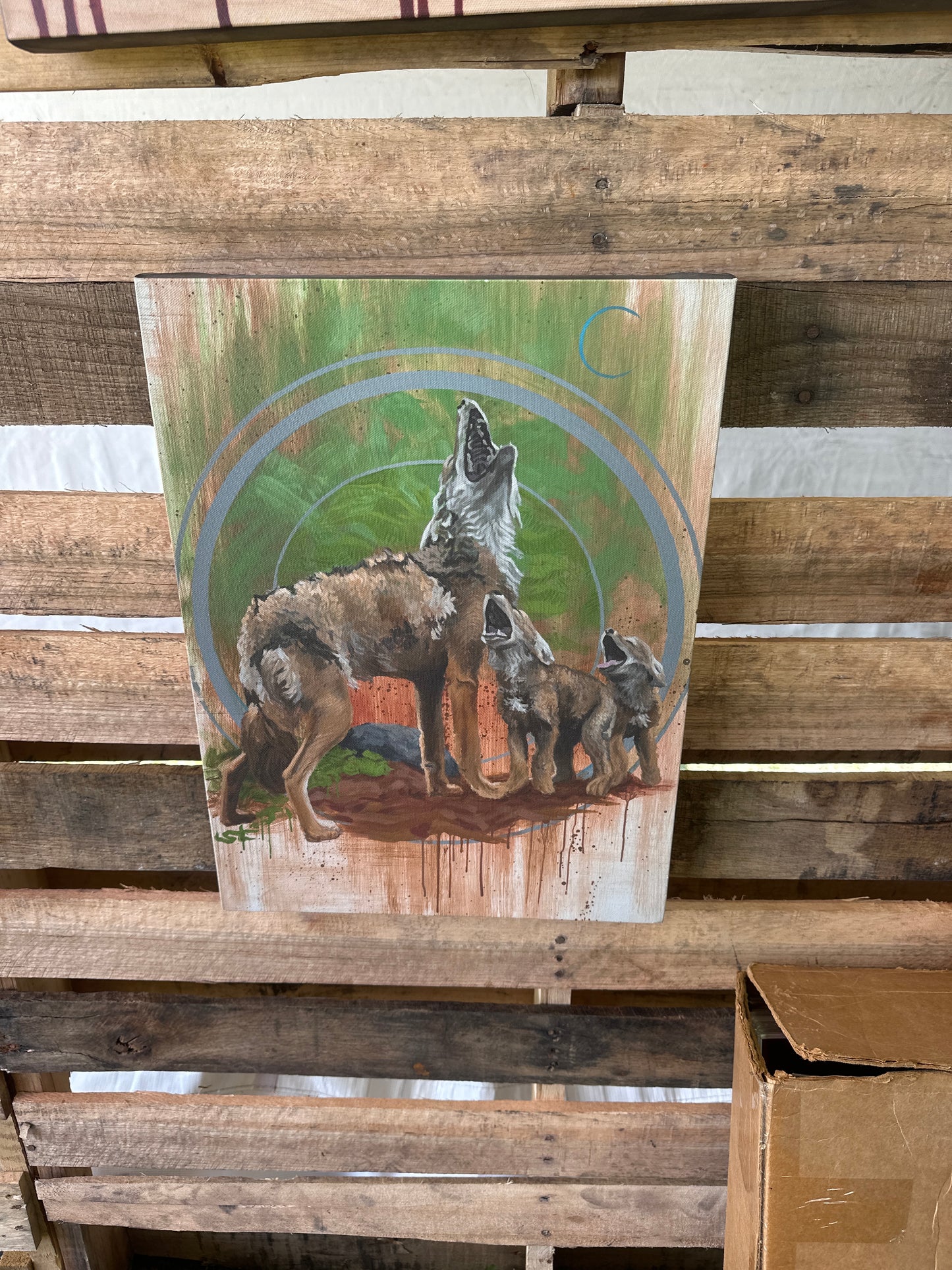 *Coyote - 18 x 13.5 by Steven Teller (Canvas Print)
